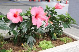 きれいに植えられたハイビスカスなどの花々