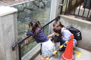 コツメカワウソを見て喜ぶ来園者