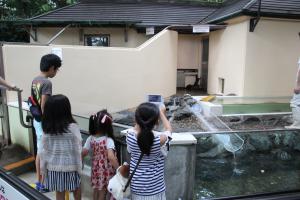 コツメカワウソの写真を撮る来園者