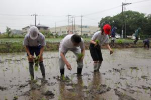 田植え