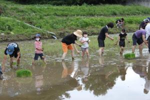 田植えをする参加者の写真