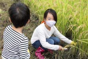 稲刈りする子ども