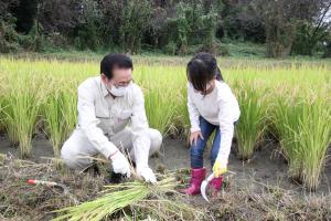 稲刈りする子ども