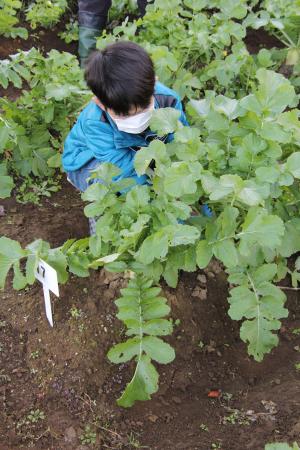 葉に埋もれる子ども