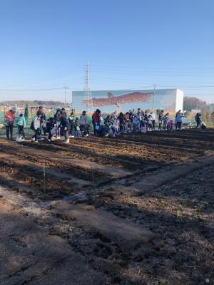 ジャガイモ植え付け(1)