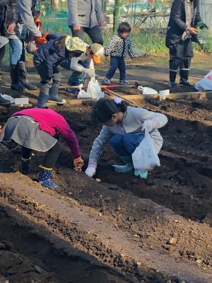 ジャガイモ植え付け(2)