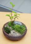 苔盆栽の写真