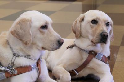 盲導犬2匹