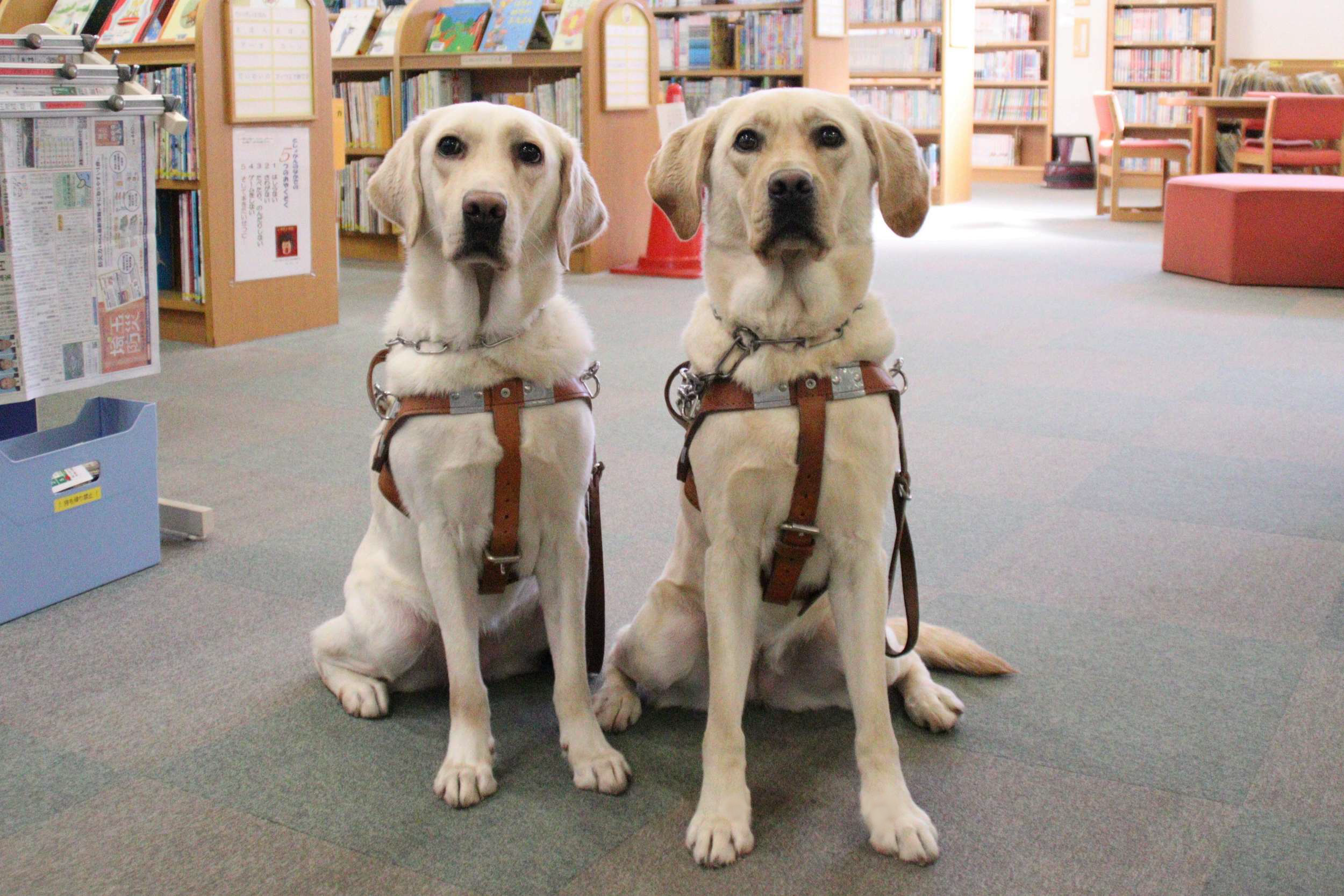 盲導犬2頭