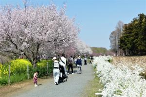 さくらまつり
