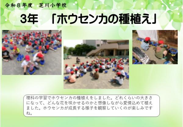 3年　ホウセンカ