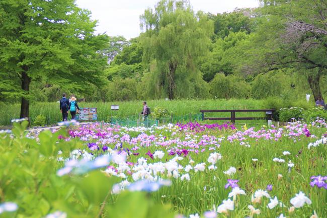 花しょうぶ祭り