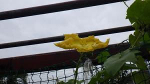 ヘチマとアサガオの花の観察-2