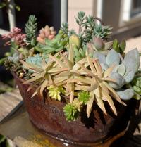 多肉植物2