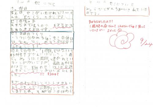 4年　理科　セミの一生