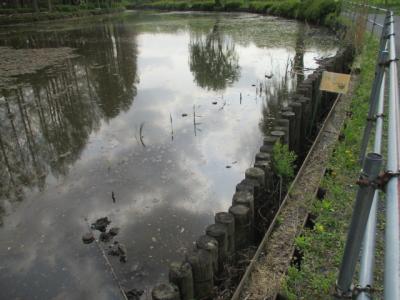 大池北側の浅場