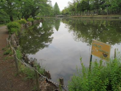 大池南側の浅場