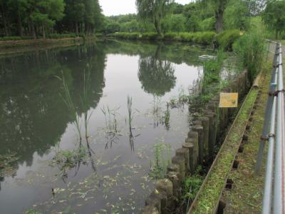 大池北側の浅場　5月