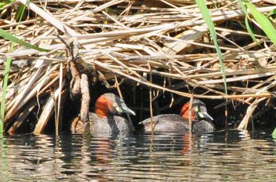 大池で確認されたカイツブリ