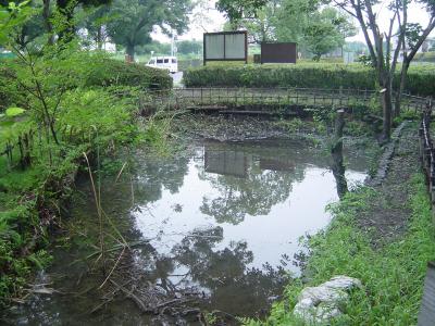 外来植物を除去した池