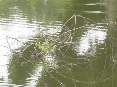 大池のカイツブリのつがい