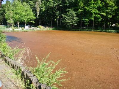 赤茶色に見える池