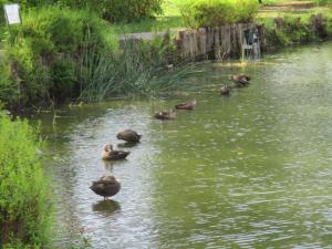 大池南側浅場のカルガモ