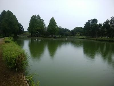 大池の様子
