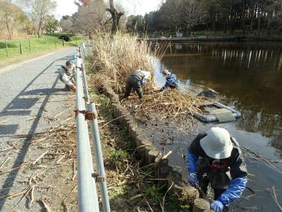 浅場の水草刈りの様子