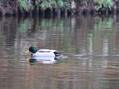 大池のマガモ