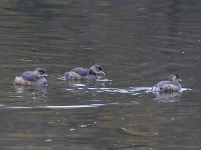 大池のカイツブリたち