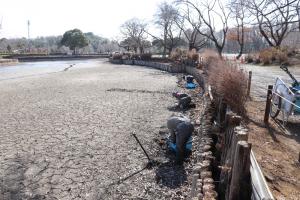 浅場で再生したガマの池底への植え付け作業