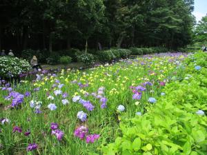 菖蒲田のハナショウブとアジサイ