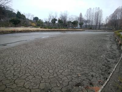 大池における中の島より北側の泥のひび割れ