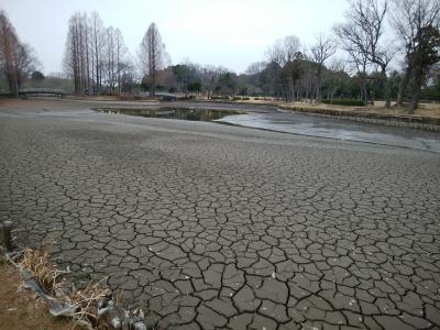 大池における中の島より南側の泥のひび割れ