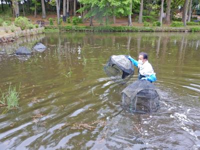 外来種駆除用のワナを大池にしかけました