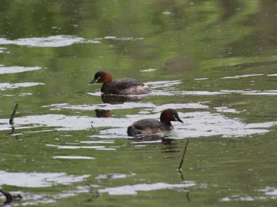 大池にもどってきたカイツブリのツガイ