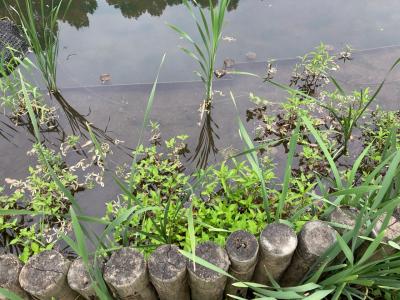 大池北の浅場は水にひたっています