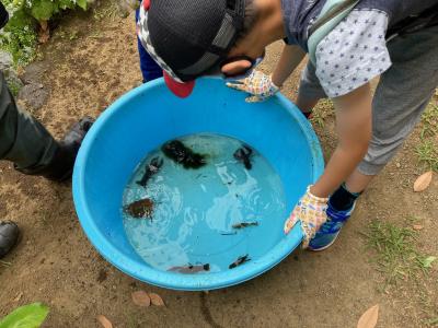 在来種は観察したら池に戻します