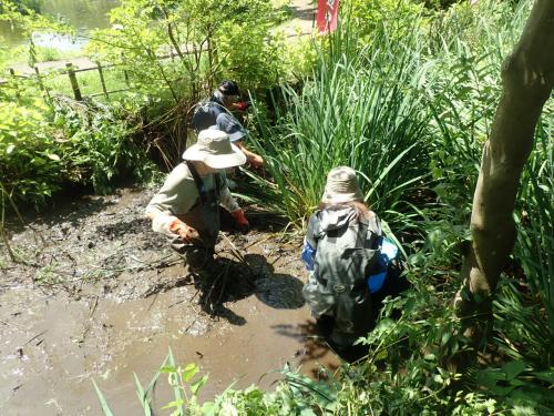 上尾水辺守のみんなで外来種キショウブの除去作業しました