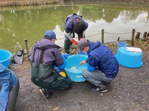 生き物の種類と数を記録して、在来種は池に戻します