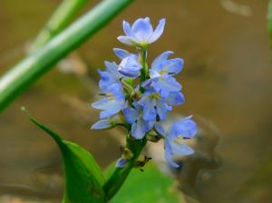 外来植物を除去した湿地で再生したミズアオイ