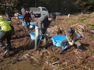 みんなで湿地の泥を掘り取ります