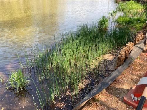 浅場の抽水植物の新芽