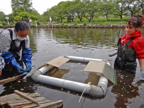 外来カメ類の駆除用の罠の設置作業