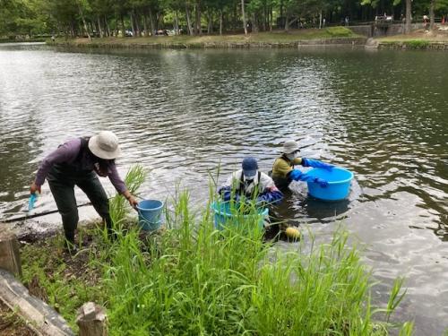 上尾水辺守のアメリカザリガニの駆除作業の様子