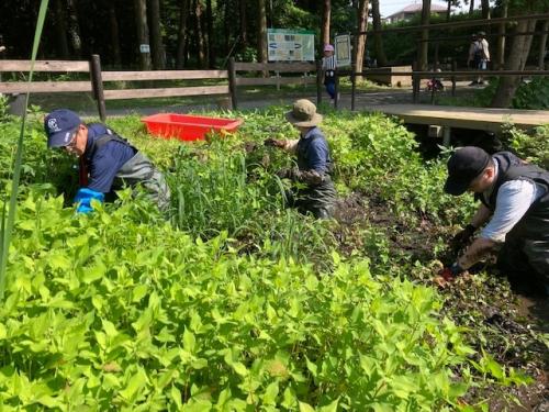 ミズアオイが再生した湿地の作業の様子