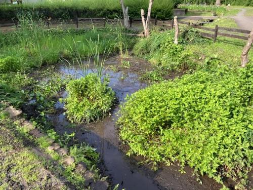作業後のミズアオイが再生した湿地の様子。陸生植物がなくなって明るい湿地になりました。