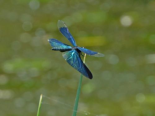 大池で確認されたチョウトンボ