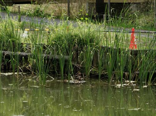 抽水植物が少なくて巣が丸見えで、心配です。